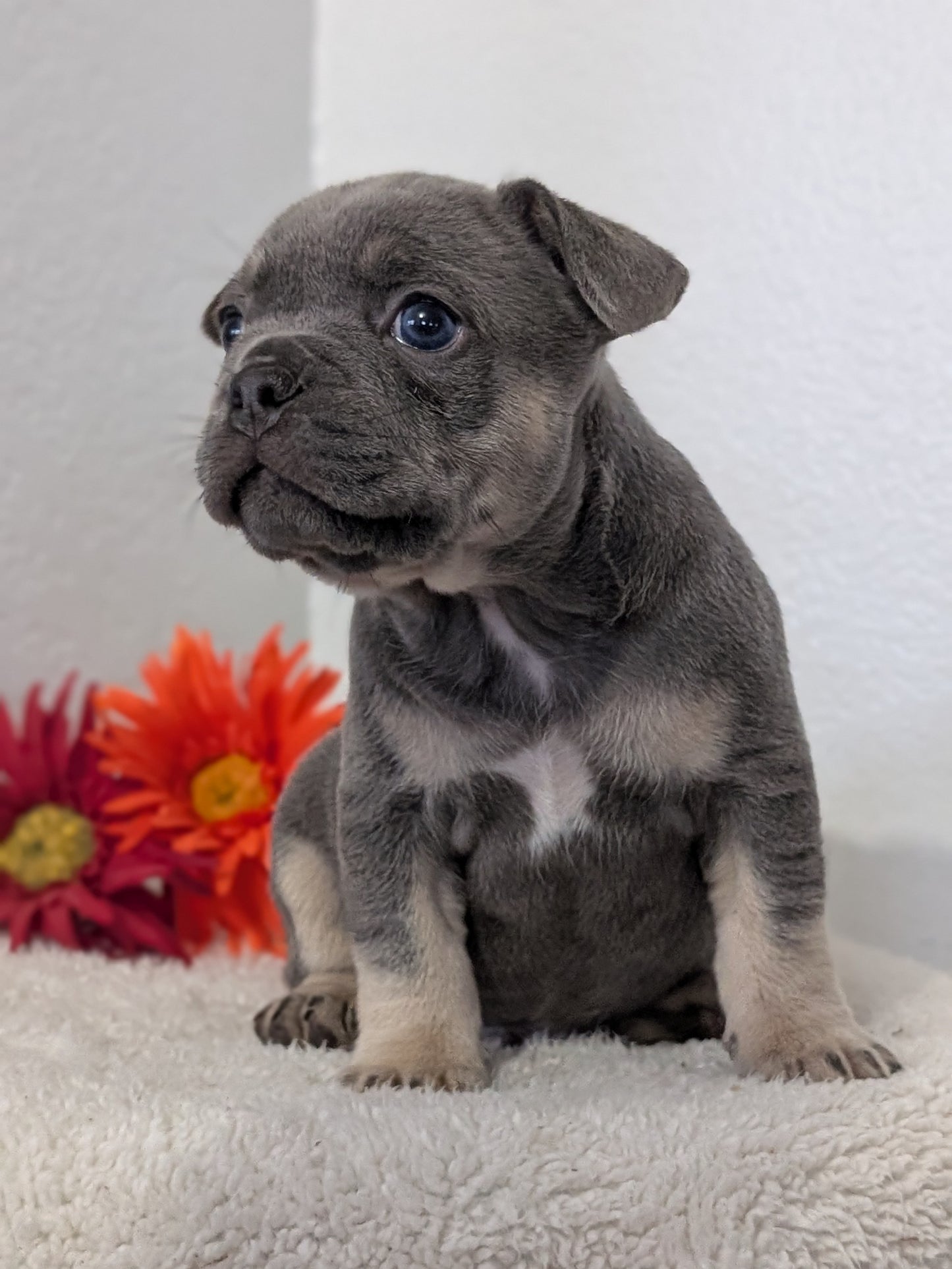 FRENCH BULLDOG (FEB 21) MALES