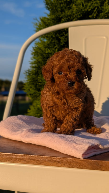 MINI POODLE (MAY 12) FEMALES