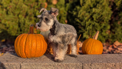 MINI SCHNAUZER (09/11) MALE