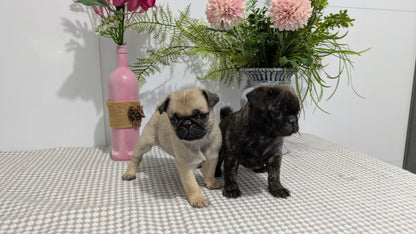 PUG (02/04) FEMALE