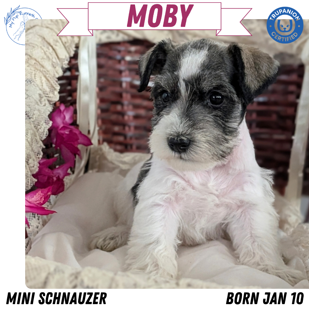 MINI SCHNAUZER (JAN 10) MALES