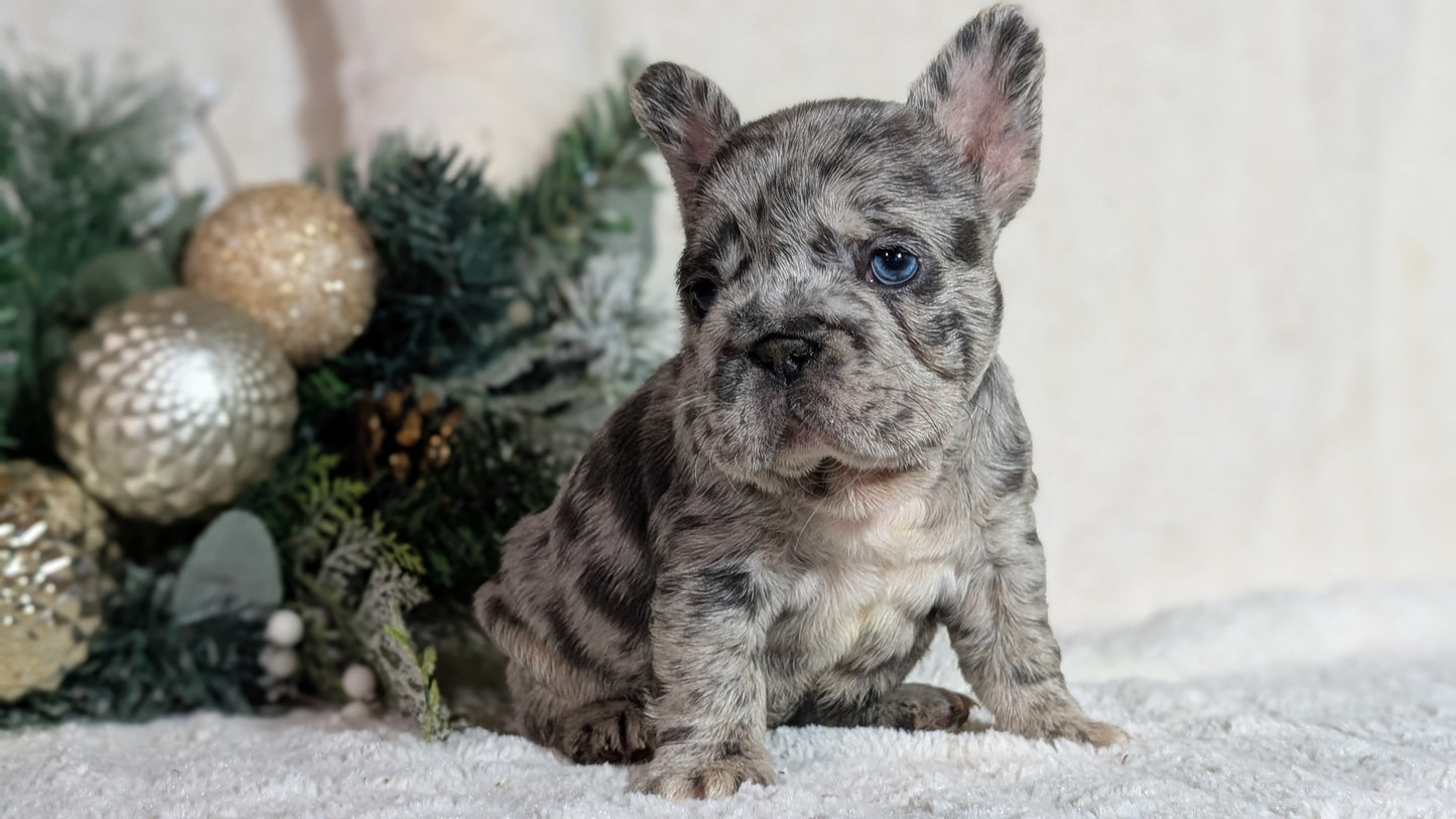 FRENCH BULLDOG (OCT 08) FEMALES