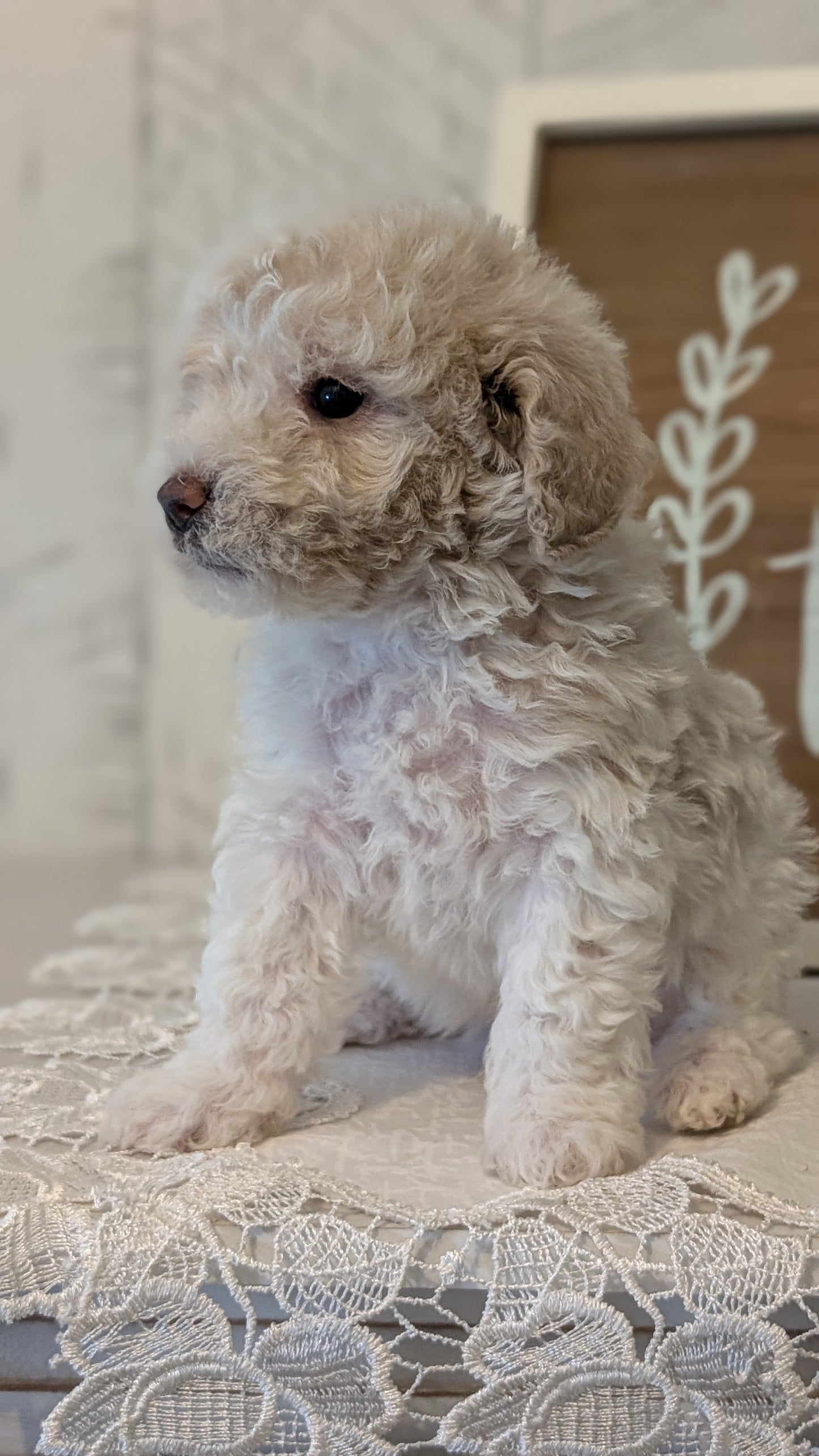 MALTIPOO (APR 05) MALES