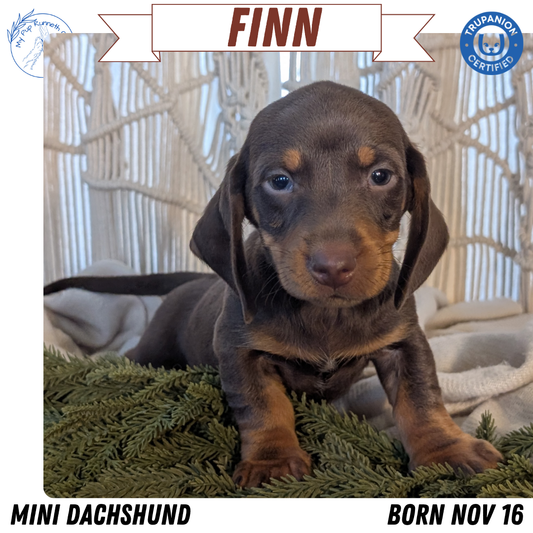 MINI DACHSHUND (NOV 16) MALES