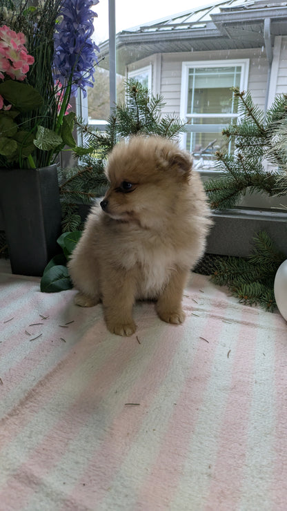 POMERANIAN (11/01) MALE