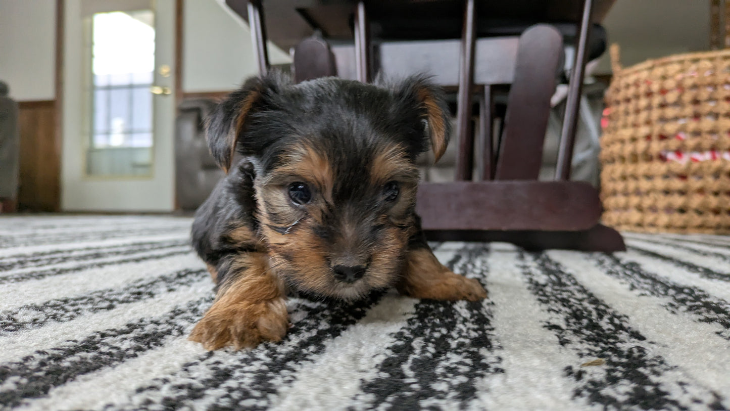 YORKSHIRE TERRIER (02/25) FEMALE