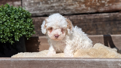 COCKAPOO (MAY 13) FEMALE