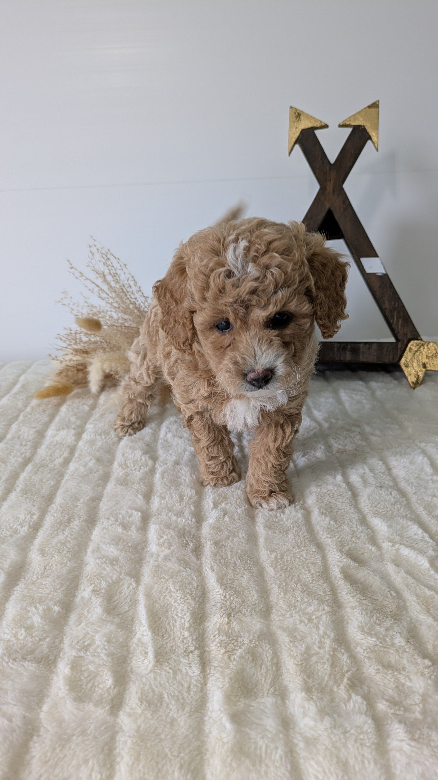 MINI GOLDENDOODLE (03/28) FEMALE