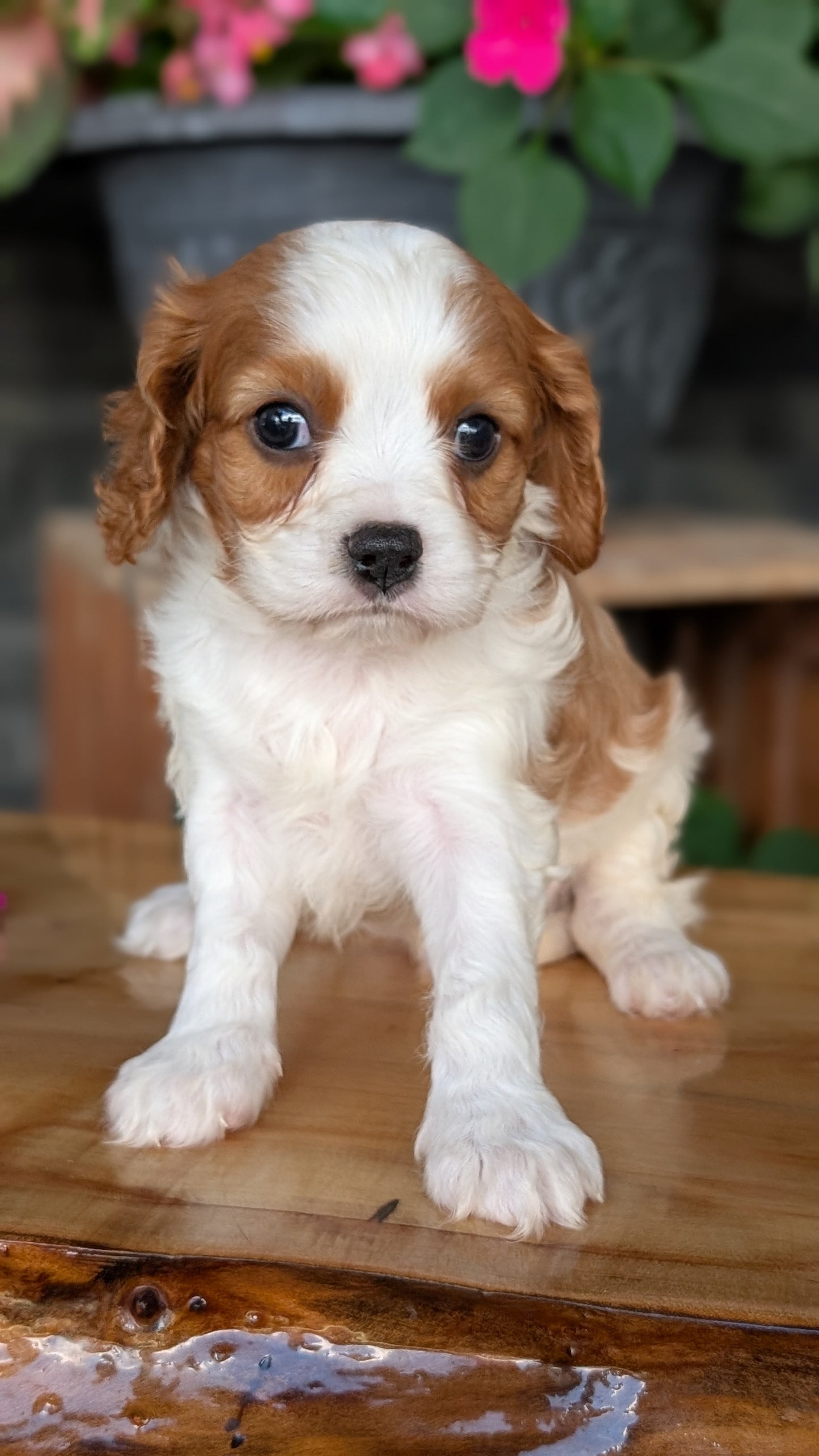 CAVALIER (JUL 18) 3 FEMALES/2 MALES
