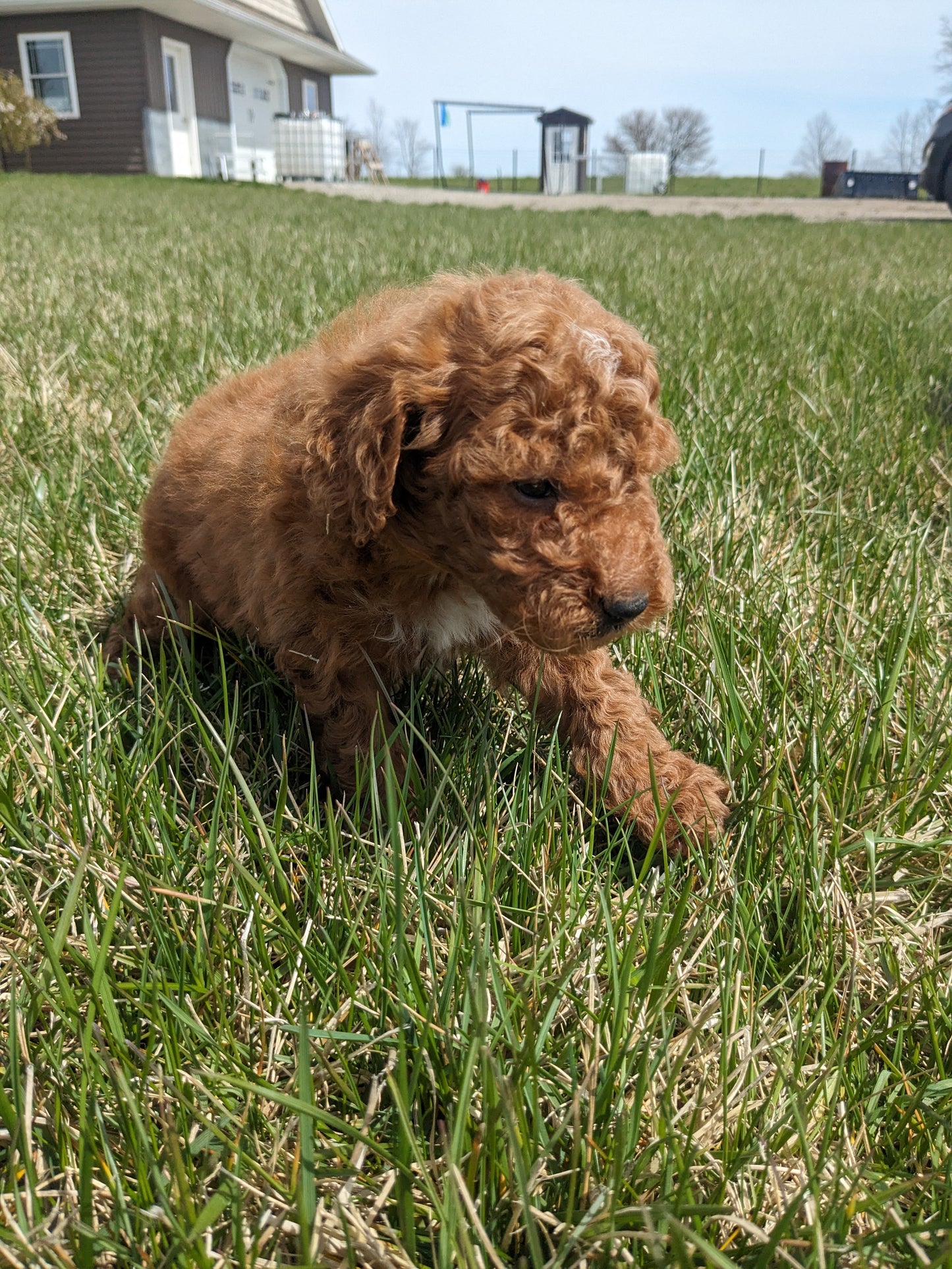 CAVAPOO (03/07) FEMALE