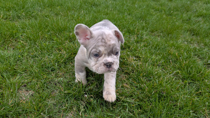 FRENCH BULLDOG (03/04) MALE