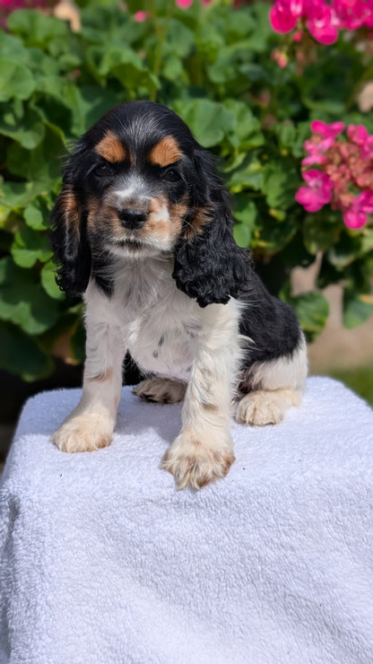 COCKER SPANIEL (07/16) FEMALE