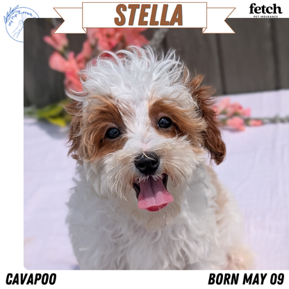 CAVAPOO (MAY 09) FEMALE