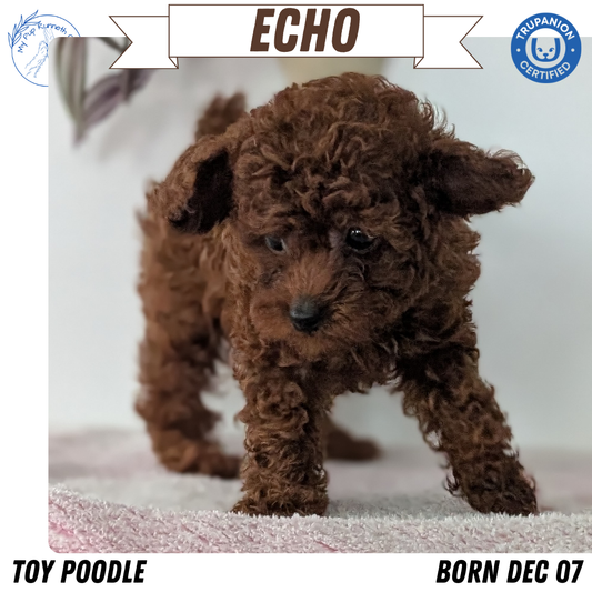 TOY POODLE (DEC 07) MALE