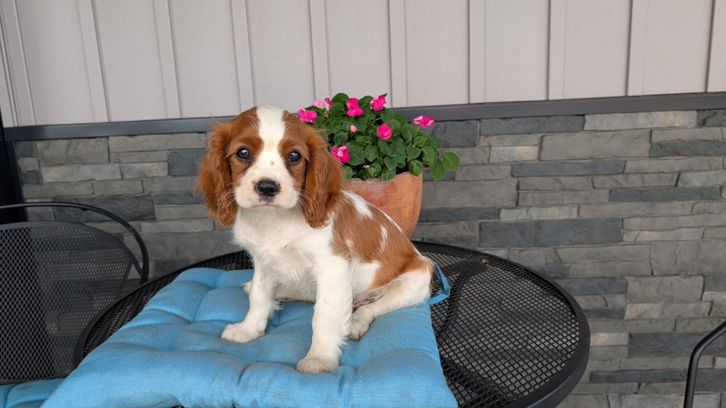 CAVALIER (05/06) MALE