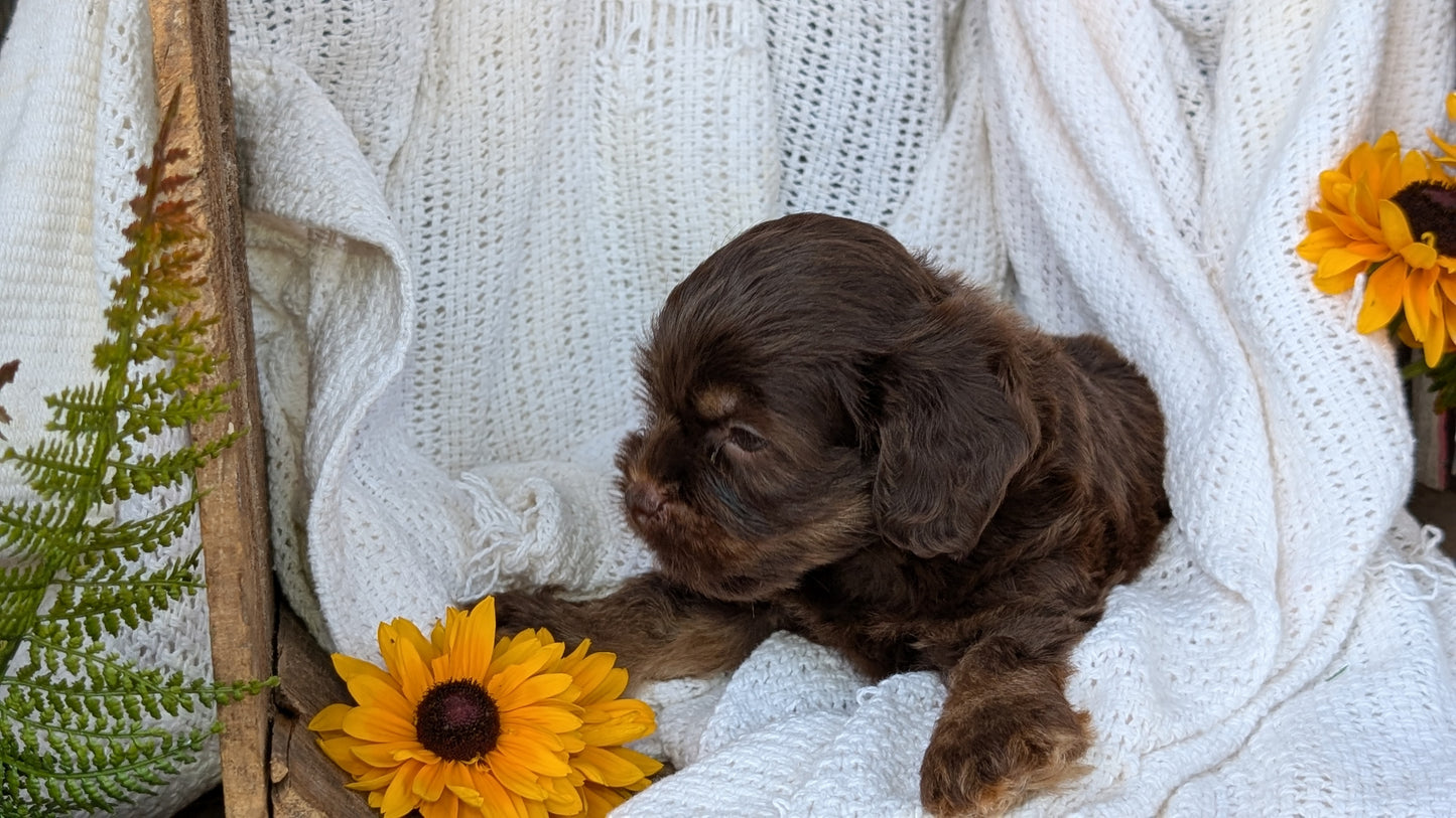 COCKAPOO (06/02) MALE