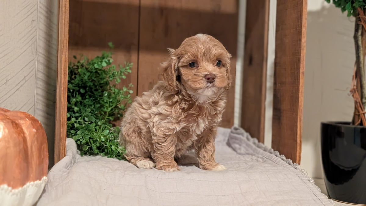 COCKAPOO (AUG 17) 3 FEMALES/1 MALE
