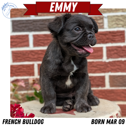 FRENCH BULLDOG (MAR 09) FEMALES