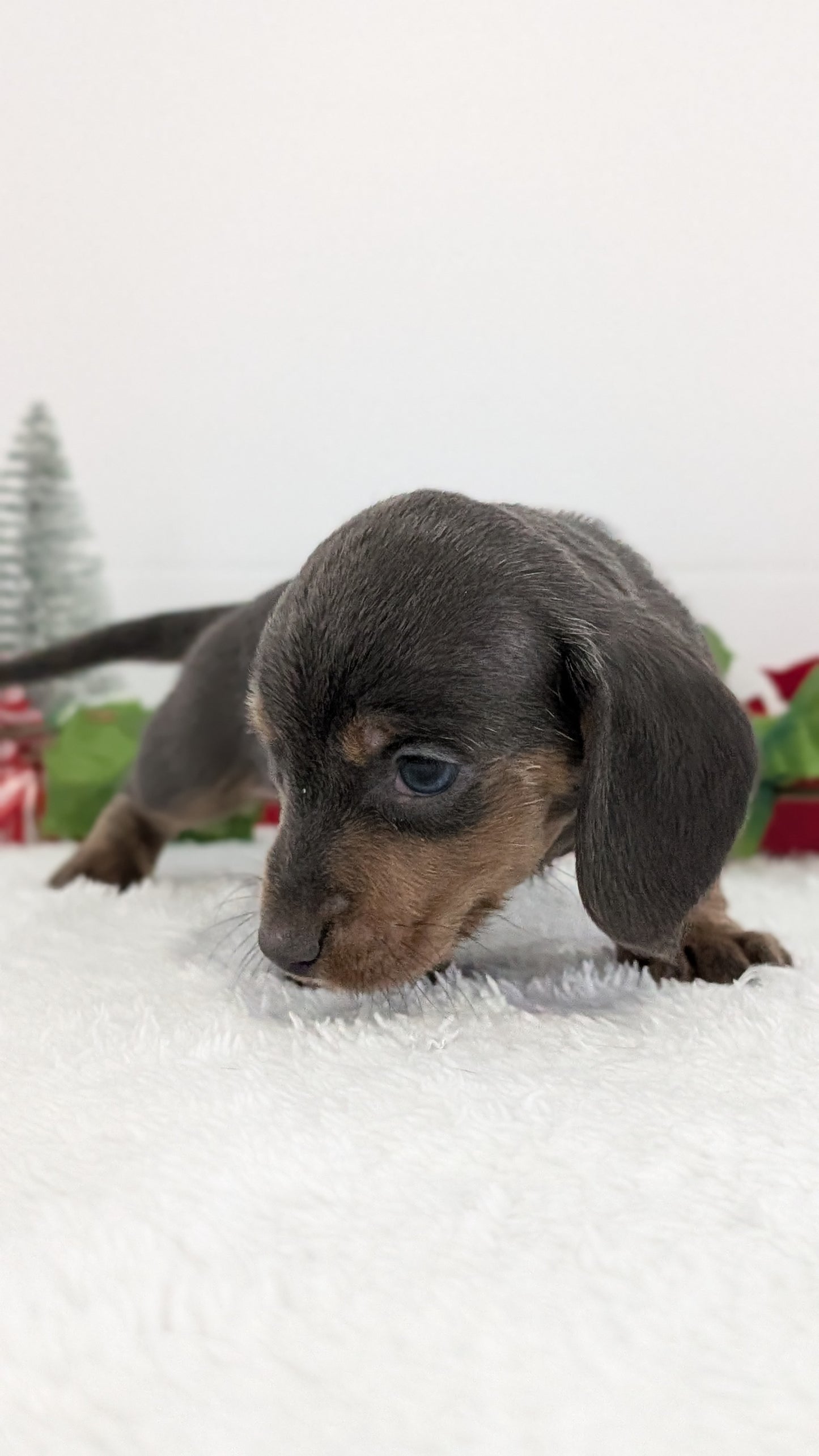 MINI DACHSHUND (OCT 20) MALES