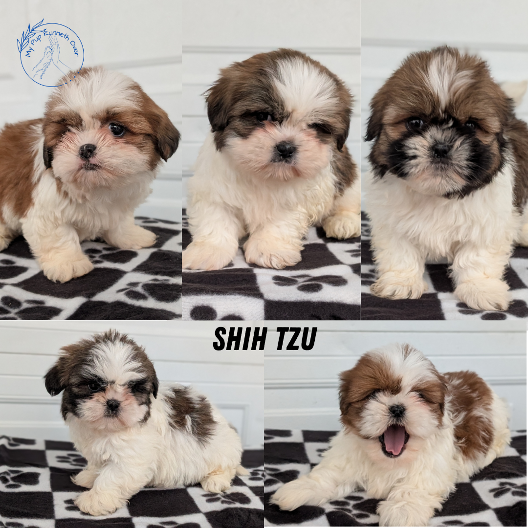 SHIH TZU (NOV 15) FEMALES