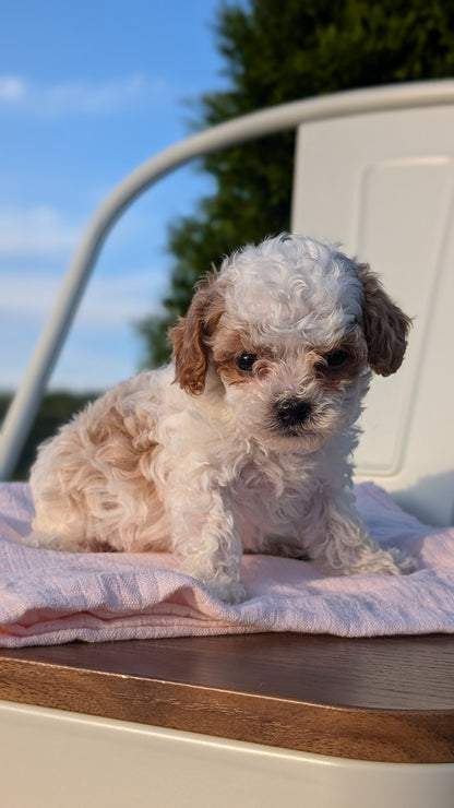 CAVAPOO (MAY 09) MALES