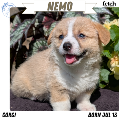 CORGI (JUL 13) 2 FEMALES/3 MALES