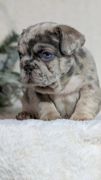 FRENCH BULLDOG (OCT 08) MALES