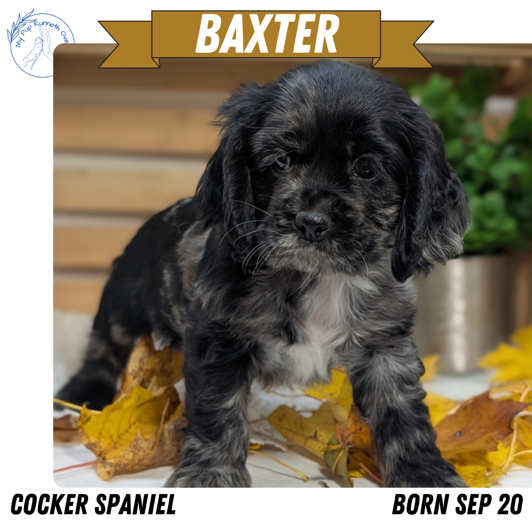 COCKER SPANIEL (09/20) MALE