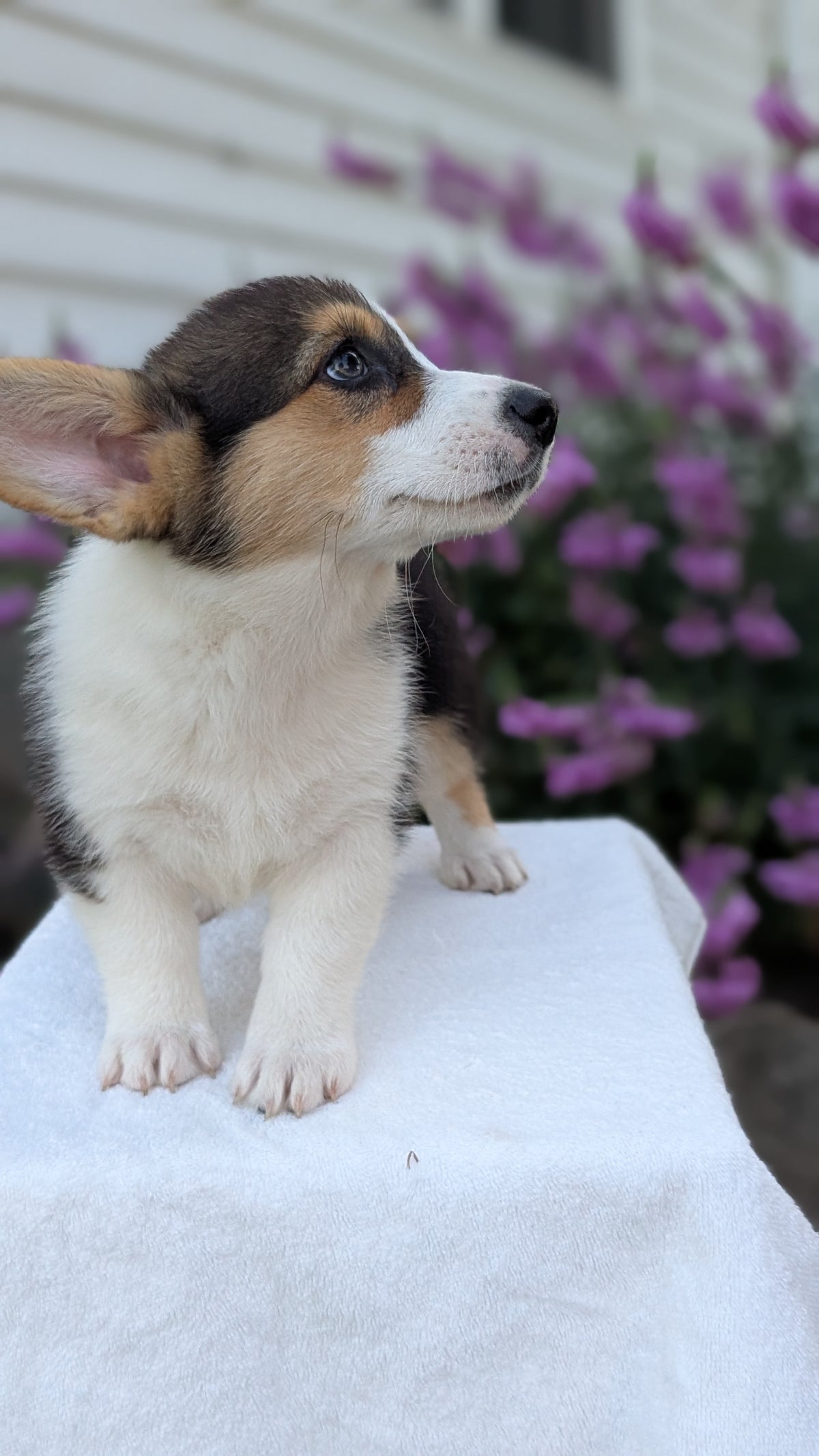CORGI (JUN 08) FEMALES