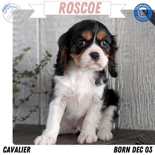 CAVALIER (DEC 03) MALES