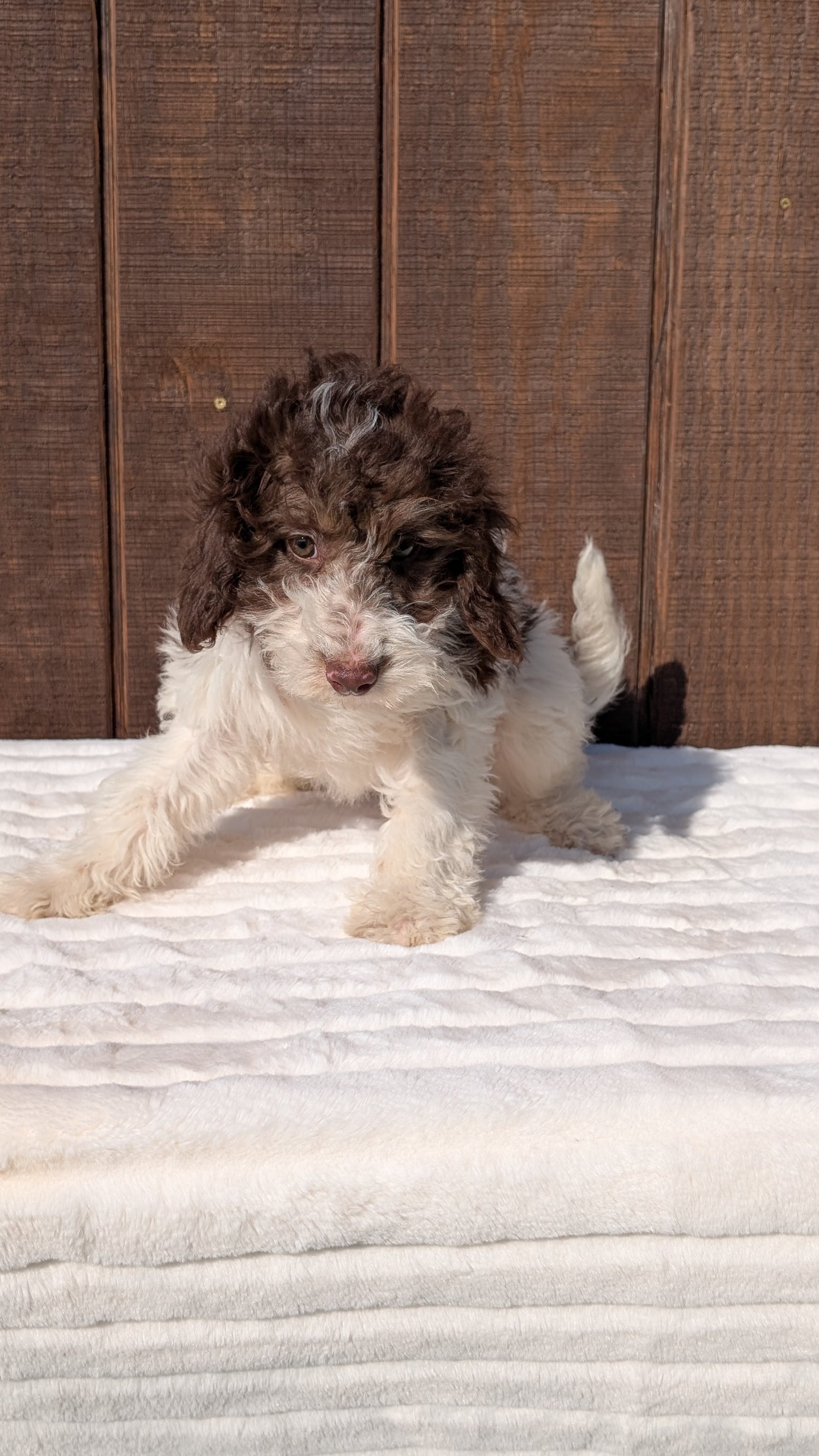 MINI BERNEDOODLE (07/25) FEMALE