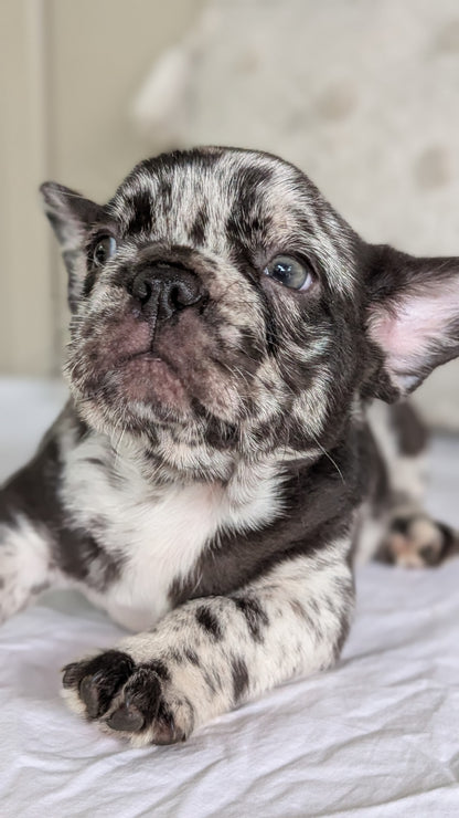 FRENCH BULLDOG (MAY 27) MALES