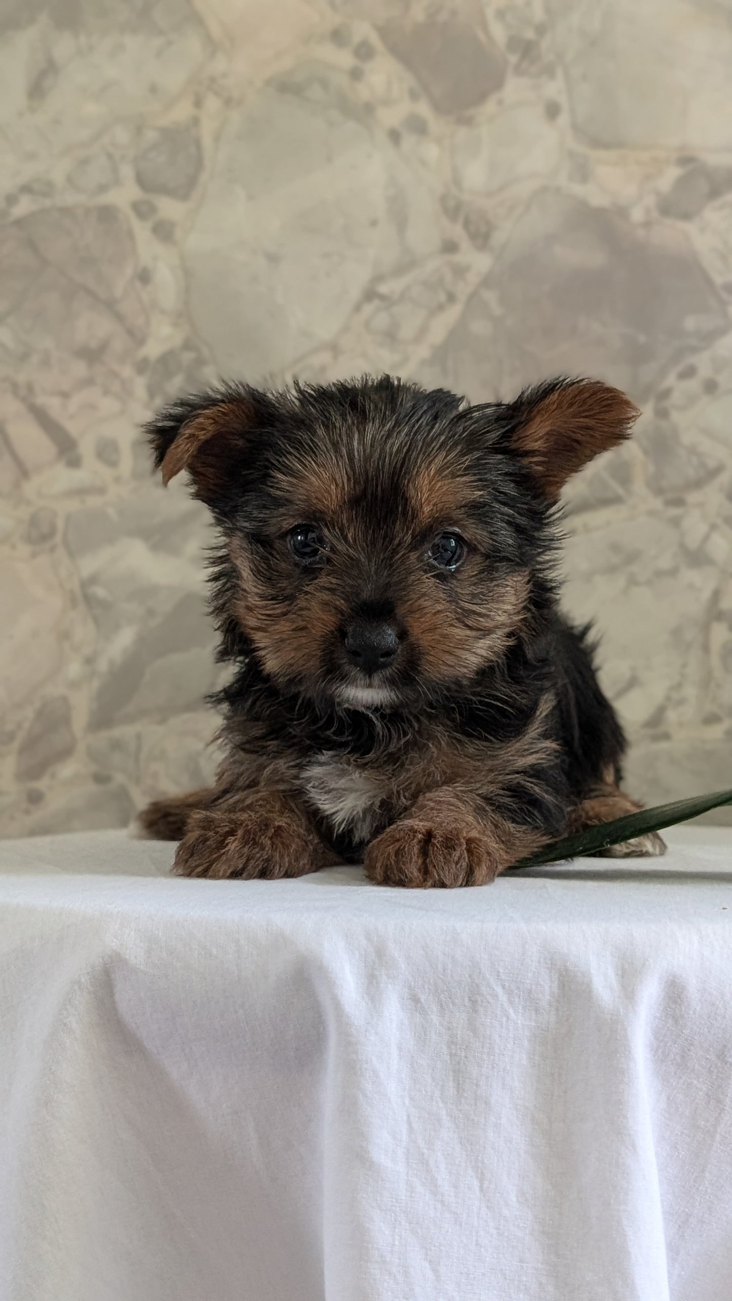 YORKSHIRE TERRIER (APR 26) FEMALES