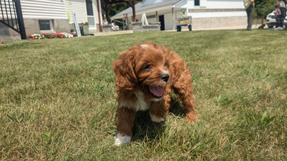 CAVAPOO (06/05) MALE