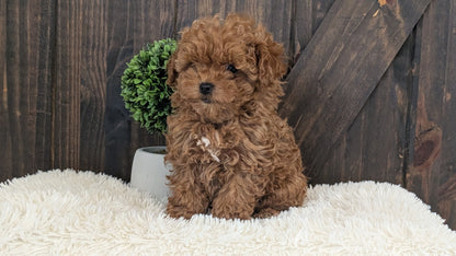 TOY POODLE (DEC 25) FEMALE