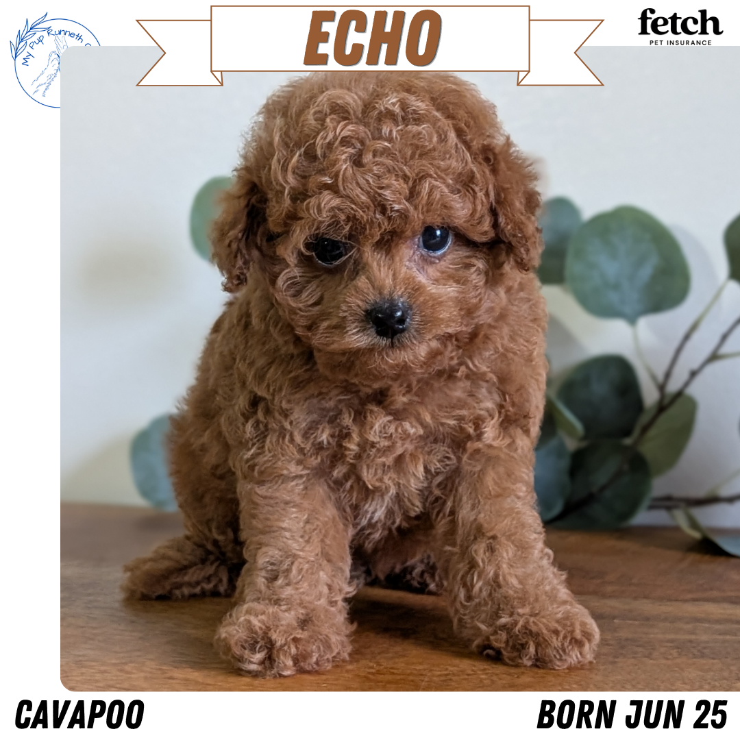 CAVAPOO (JUN 25) MALE