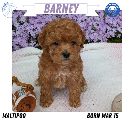 MALTIPOO (03/15) MALE