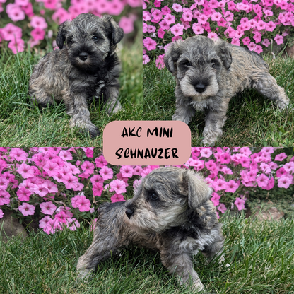 MINI SCHNAUZER (07/26) FEMALE