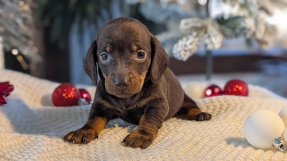 MINI DACHSHUND (NOV 16) FEMALES