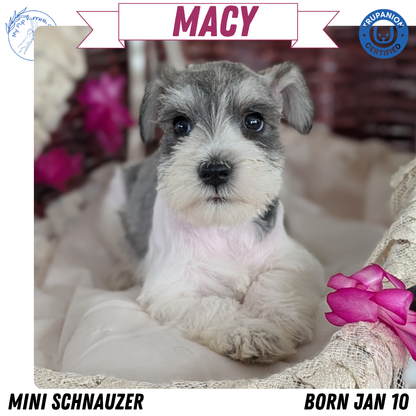 MINI SCHNAUZER (JAN 10) FEMALES