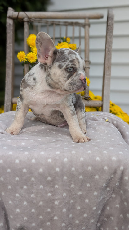 FRENCH BULLDOG (07/29) MALE