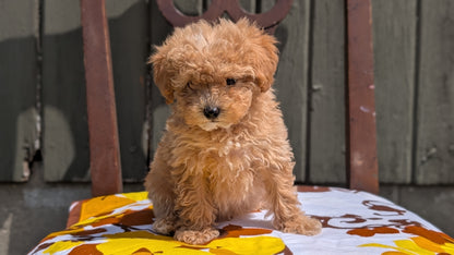 MINI POODLE (JUN 21) 4 MALES