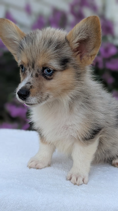 CORGI (JUN 22) FEMALE
