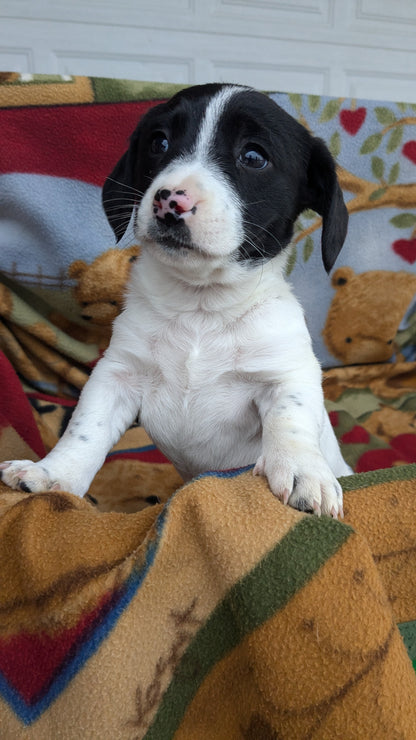DACHSHUND (10/01) FEMALE