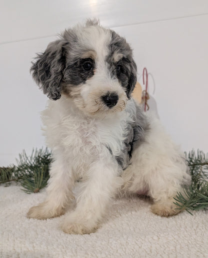 SCHNOODLE (09/20) FEMALE