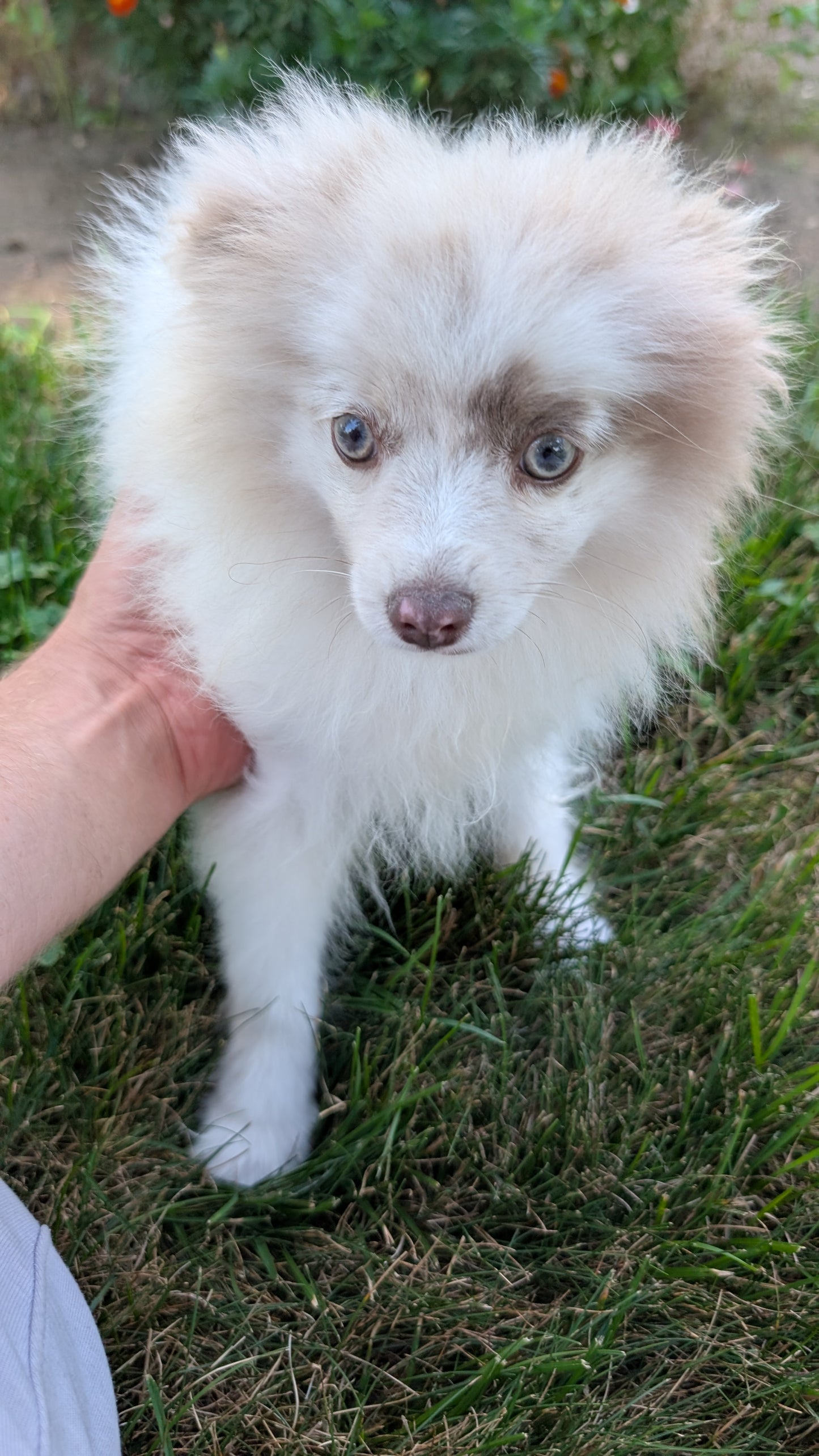 POMERANIAN (04/22) FEMALE