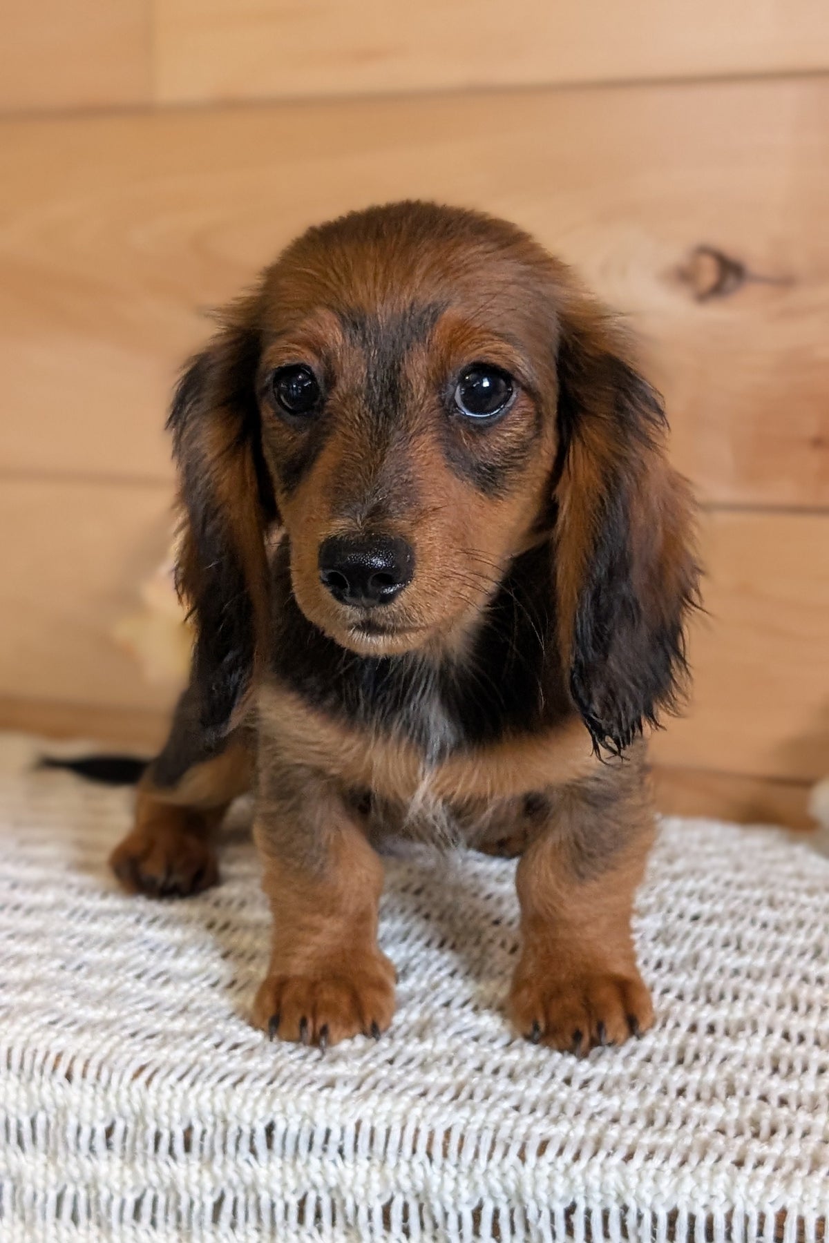 MINI DACHSHUNDS (JUL 05) 2 MALES/2 FEMALES