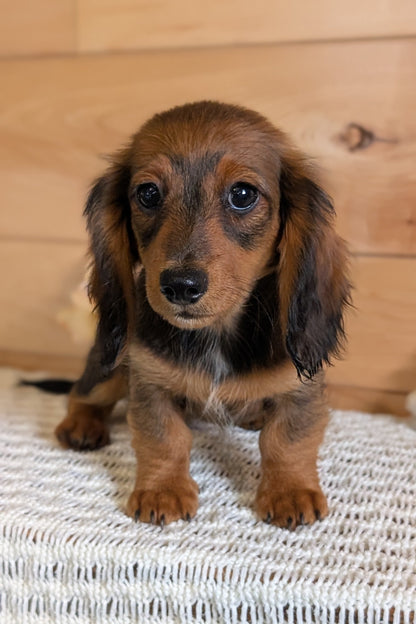 MINI DACHSHUNDS (JUL 05) 2 MALES/2 FEMALES
