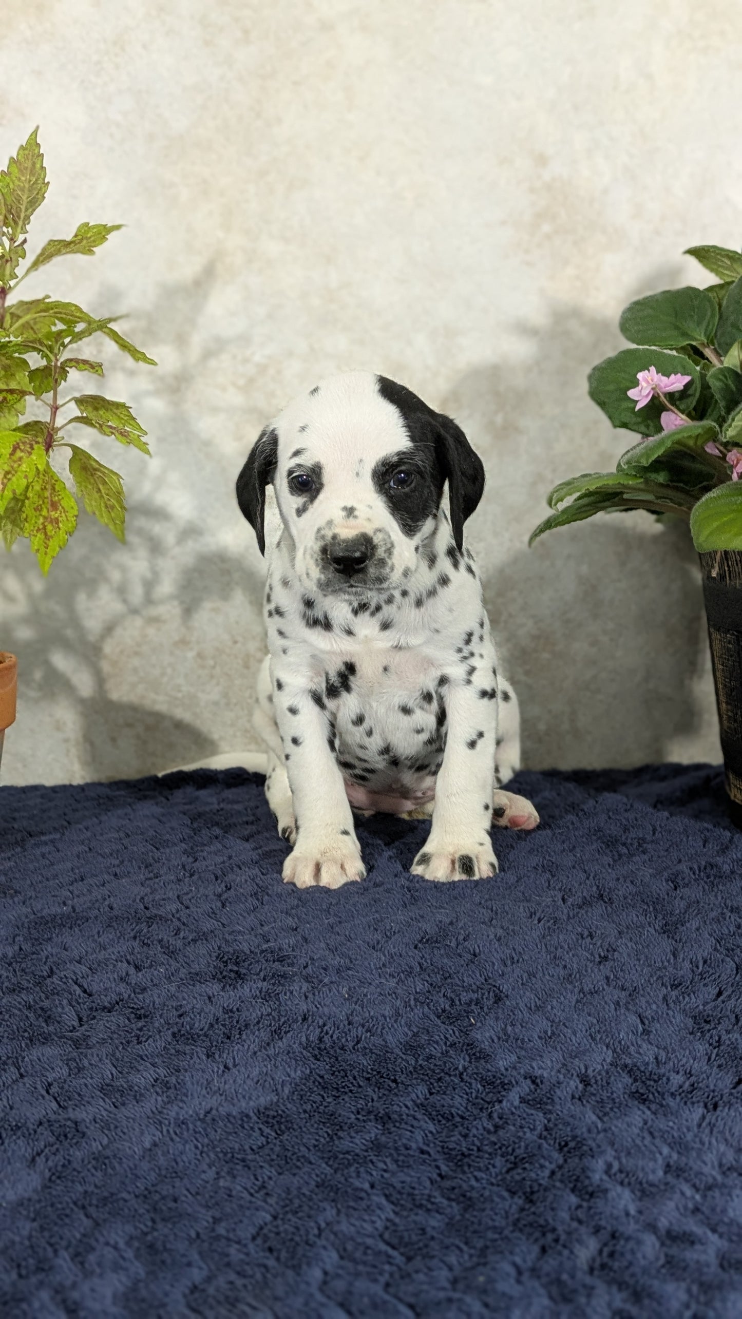 DALMATIAN (02/14) FEMALE