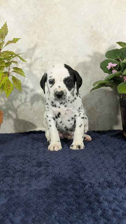 DALMATIAN (02/14) FEMALE